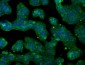 CYPOR / POR Antibody (clone 6C4)